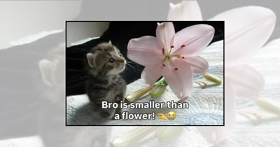 22 Tiny Kitten Memes Delivering Huge Cuteness with a Big Purr-pose