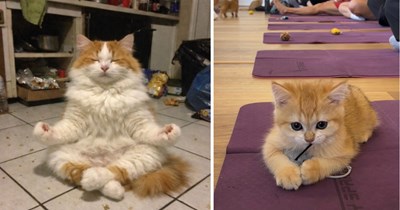 21 Purrfectly Posed Pictures of Flexible Feline Yogis