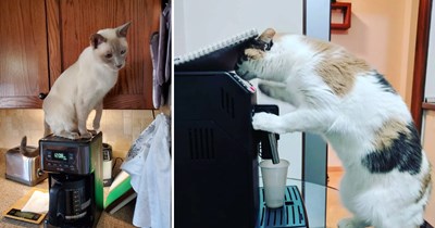 21 Brewtiful Pictures of Barista Cats Who Took Over the Café and Are Judging Every Drink Choice