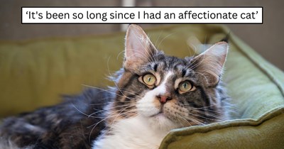 'I finally have my very own Maine Coon': After months of fostering shy cats, this cat lover adopts an affectionate three-year-old Maine Coon with hip dysplasia who curls up beside her on night one