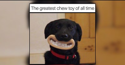 24 Delightfully Dopey Doggos Delivering Daily Dopamine