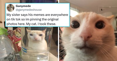 27 of the Funniest and Freshest Feline Tweets to Fill Your Week With Pawsitivity (May 4, 2026)