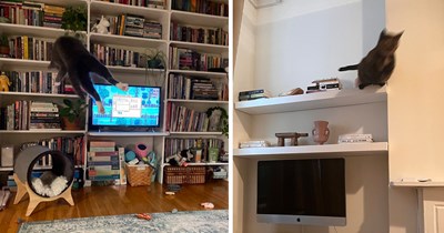 'Does anyone wanna see the best photos ever taken of my cat?' and it's only the funniest action shots of cats mid-chaos to hit the internet 