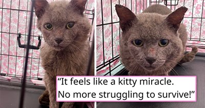 'I trapped the wrong cat': Person accidentally rescues a severely injured senior who desperately needed help, and the vet bills pile up, but people online band together in a touching display of human kindness and pay for all of it 