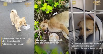 Stray dog beloved by Chinese taxi drivers gets hit by a car, so workers pay out of their own pockets to fund 'Stationmaster Huang's" recovery down to the last cent