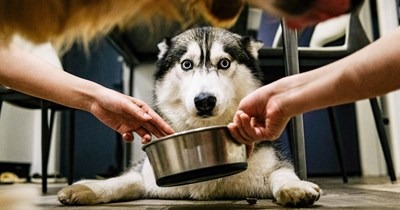 40 Completely Normal Objects The Canine Community Says Turn Their "Brave" Doggos Into Big Babies