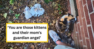Mama cat approaches kind neighbor, then leads him to her bundle of baby kittens to save her kids from hunger and homelessness