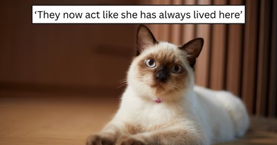 'We already have four cats': Family thinks they’re at their limit until a blue-eyed stray shows up, charms everyone, and turns herself into cat number five
