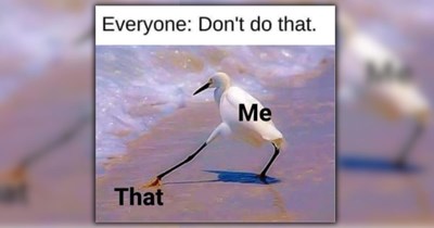 A Blissful Batch of 26 Wildly Wholesome Animal Memes To Boost Your Mood
