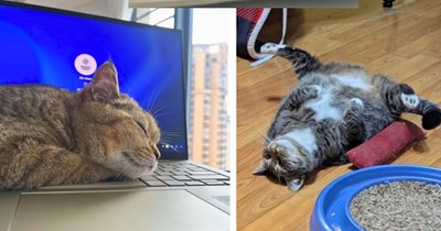 28 Heartwarming Friday Felines for a Mellow Meowment of Purrs and Peace