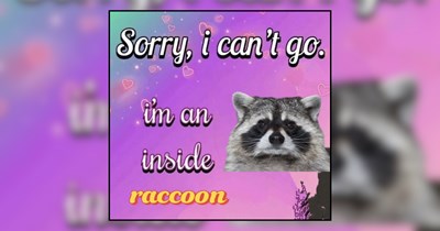 A Raccoon Ruckus of Cuteness and Chaos in Memes
