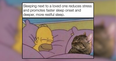 26 Cozy Cats Curled Up for a Soft Scroll Session