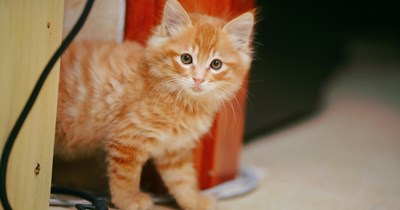 19-year-old worries about being cat sitter while sister vacations in Asia because of long commute and having 3 cats already, the internet comes in with meowgical advice: 'Bring the cat to your house and utilize the spare bedroom'