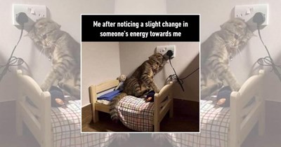 23 Overdramatic Cats Who Use Their Entire Fluffy Bodies for Extra-Loud Purrrrformances