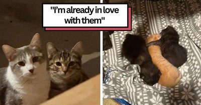 ‘She turned out to be a Trojan cat’: Couple takes a stray cat into their garage, only to discover that she's been hiding 3 kittens in her belly all along