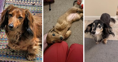 A Dose of Dachshunds for Folks Under Their Cuteness Spell
