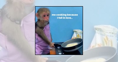 22 Cooking Memes Stirring Up Joy and Serving Big Laughs 