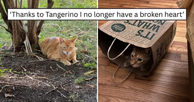 'I've decided to bring him back to the UK with me': A Miami vacation turns into an adoption after a friendly stray follows them home, settles in, and they reschedule their flight around him
