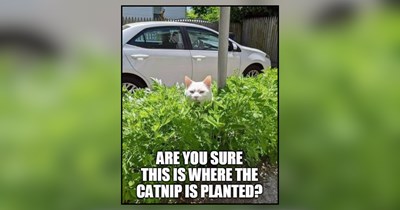 24 Meowschievous Memes of Cats Taking Over Gardening This Spring