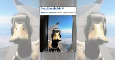 A Chaotic Chorus of 22 Quacky Duck Memes Packed With Waddles, Wiggles, and Feathered Sass