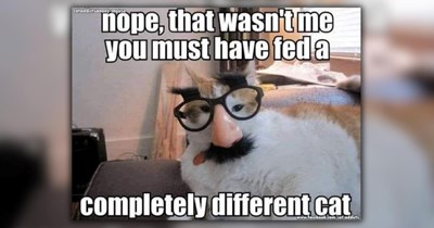 A Ray of Sunshine in the Form of 25 Fuzzy Feline Funnies