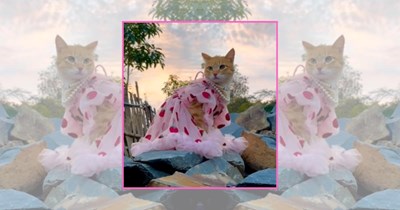 21 Tiny Fashion Moments Where Cats Serve Looks and Softly Meow Their Way Into Your Heart