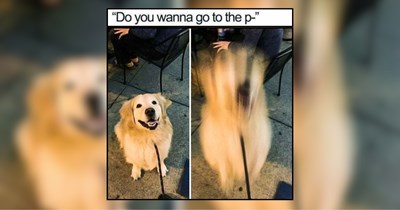 23 Happy Doggos to Survive the Work Week 