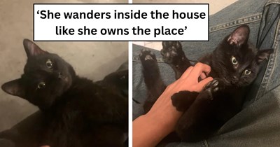 'We met before when she was a kitten': Student about to move for college finds soulmate void cat, they're on a furrever jouney together now