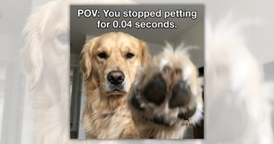 An All-You-Can-Bark Buffet of Doggo Funnies to Keep the Good Vibes Flowing 