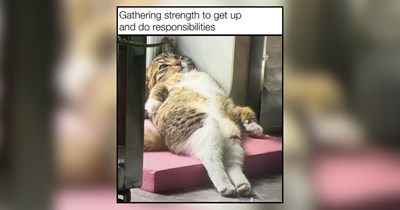 22 Cozy Cats Who Rule Rest Time, Naps, and Meowditation