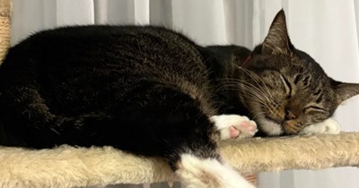 'From street survival to luxury penthouse naps': Brazen cat roams around after owner gets sick and finds friendly family to furrever adopt her