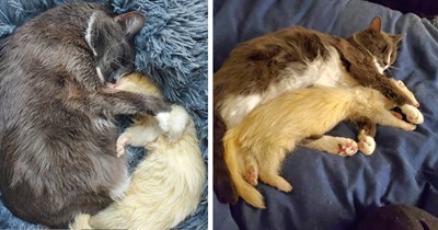 Elderly short-hair cat and neglected ferret make surprising connection after ferret's rescue in miraculous story of an unlikely bond: 'The two became best friends'