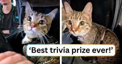 Shy barn kitten successfully scouts a local trivia night to find her perfect person, proving the real grand prize wasn't on the scorecard: ‘Once I looked into her eyes, it was a one-and-done.’