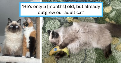 'This kitty is going to be big': Couple adopts a tiny Himalayan Ragdoll kitten, but the floofy feline just keeps on growing into an absolute giant