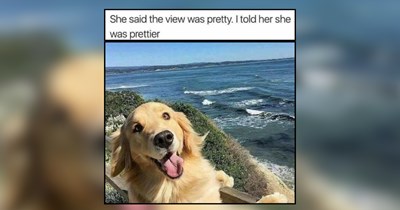 25 Golden Hour Doggos Glowing With Soft Energy