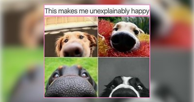 A Calming Collection of Handsome Boys for Doting Dog Pawrents