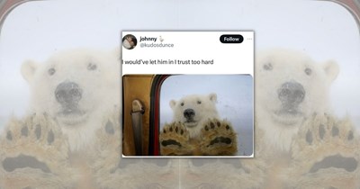 22 Fuzzy Tumble Bear Memes for Anyone Running on Growls, Grumbles, and Zero Forest Manners