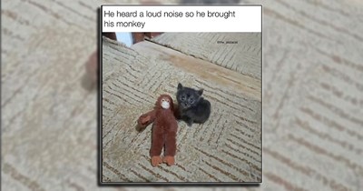 ‘A meow massages the heart’: 21 Kitten cat laughs and happiness to warm your heart this week