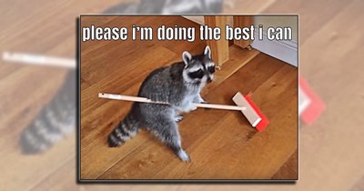 'Cleanliness is next to dogliness': 21 Silly animal memes to keep you company while you spring clean