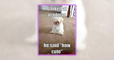 35 Dog Memes for People Raising Cute Canine Kids