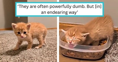 After saving 4 kittens and mama cat, rescuer falls head over heels for one kitten and learns how chaotic pawrenting an orange cat truly is: ‘Orange cats are adorably insane!’