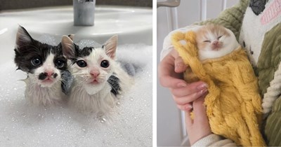 28 Wholesomely Smol Kittens for Cat Lovers Craving Big Feelings of Feline Joy