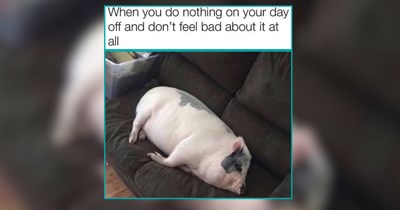 The Best Weekend Farm Animals For Resting, Riding, or Roaming the Pastures