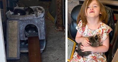'[I] looked in the ceiling to find seven hungry kittens': Woman realizes pregnant cat gave birth in ceiling above her work, she plays foster pawrent until getting them all adopted