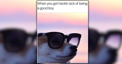 27 Delightful Dog Memes for a Dazzling Day and a Wholesome Week