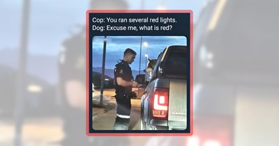 23 Fido Funnies Featuring the Doggiest of Dogs