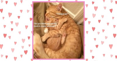 25 Purrfect Kitties Celebrating the Sweetest Cat Moms This Mother’s Day