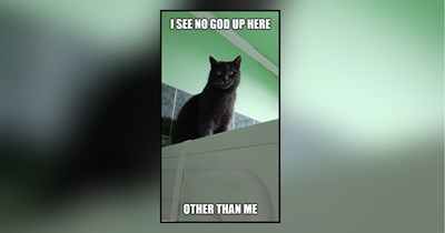 23 Meowjestic Memes of Purrfectly Superior Cats Blessing Hoomans With Their Presence