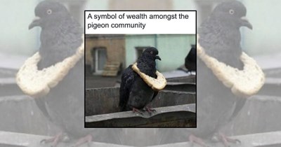 Your Daily Dose of 22 Wholesome Animal Memes for a Softer State of Mind