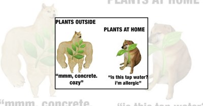 21 Plant Memes Blooming Joy and Leafing You a Big Smile 